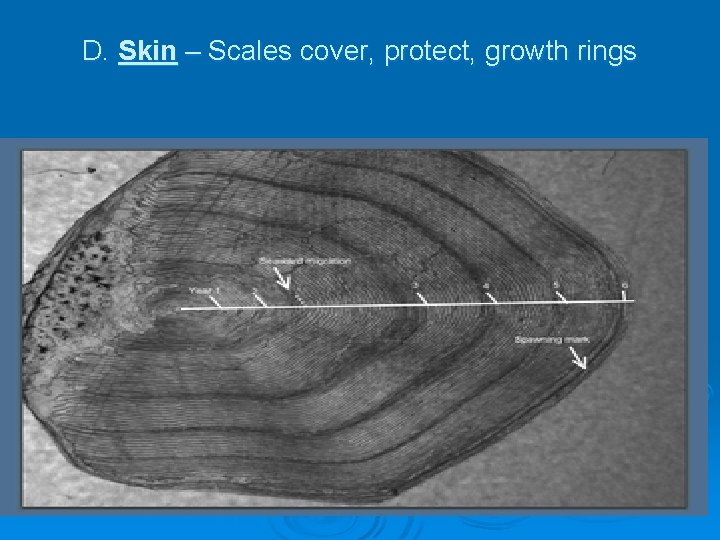 D. Skin – Scales cover, protect, growth rings 