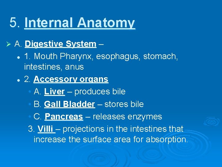 5. Internal Anatomy Ø A. Digestive System – l 1. Mouth Pharynx, esophagus, stomach,