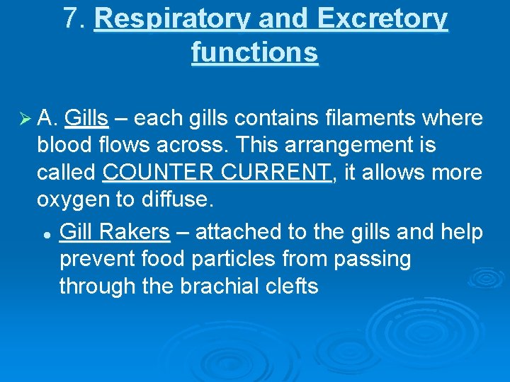 7. Respiratory and Excretory functions Ø A. Gills – each gills contains filaments where