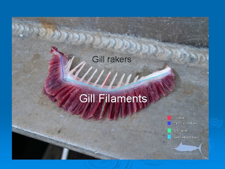 Gill rakers Gill Filaments 