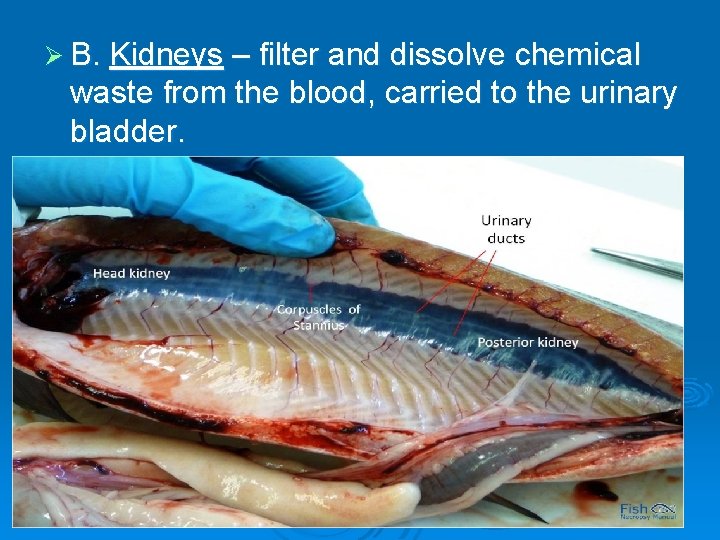 Ø B. Kidneys – filter and dissolve chemical waste from the blood, carried to
