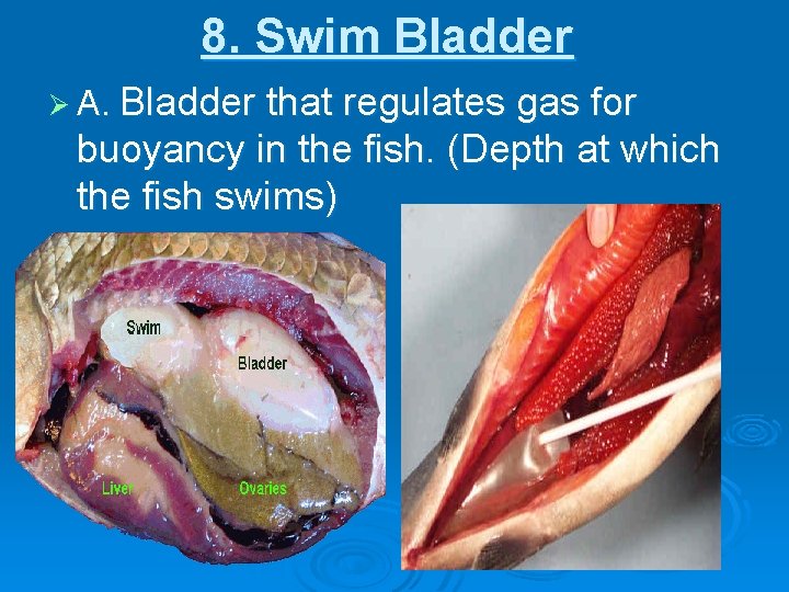 8. Swim Bladder Ø A. Bladder that regulates gas for buoyancy in the fish.