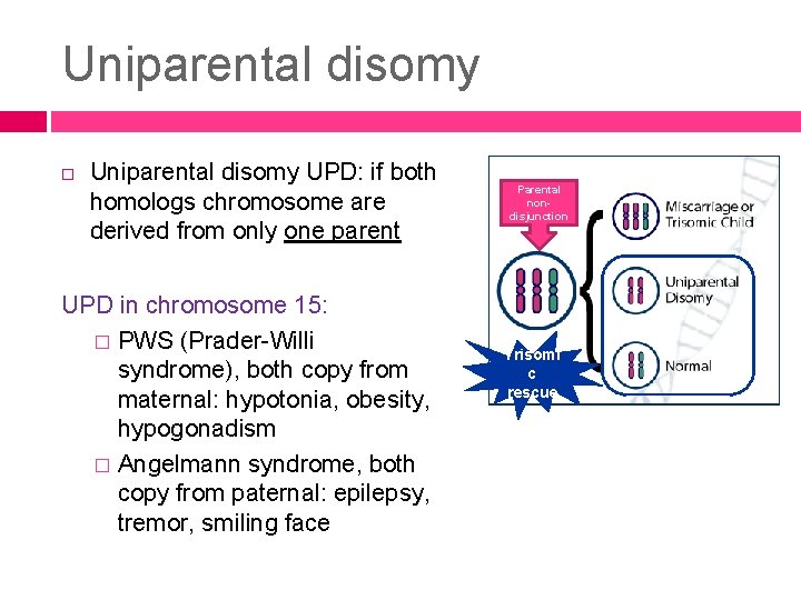 Uniparental disomy UPD: if both homologs chromosome are derived from only one parent UPD