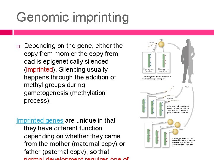 Genomic imprinting Depending on the gene, either the copy from mom or the copy