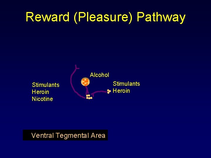 Reward (Pleasure) Pathway Alcohol Stimulants Heroin Nicotine Ventral Tegmental Area Stimulants Heroin Reward (Pleasure) Pathway Alcohol Stimulants Heroin Nicotine Ventral Tegmental Area Stimulants Heroin
