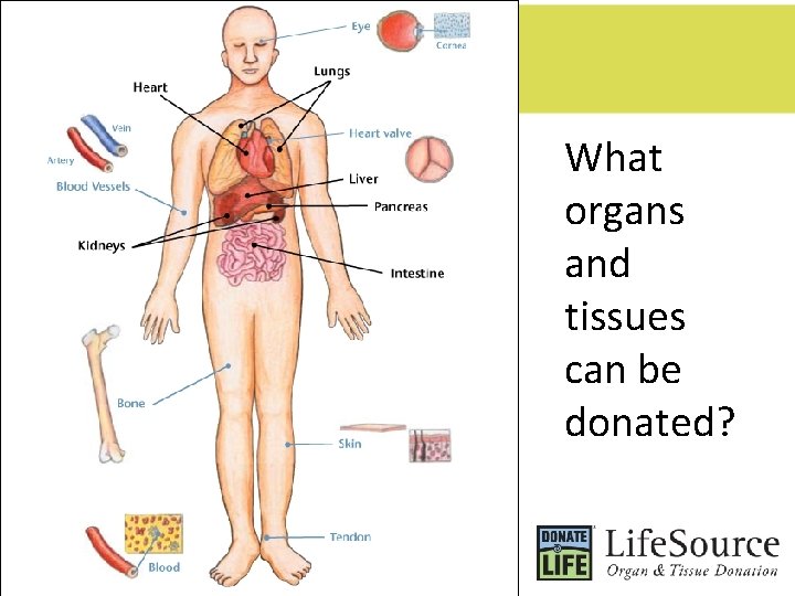 What organs and tissues can be donated? 