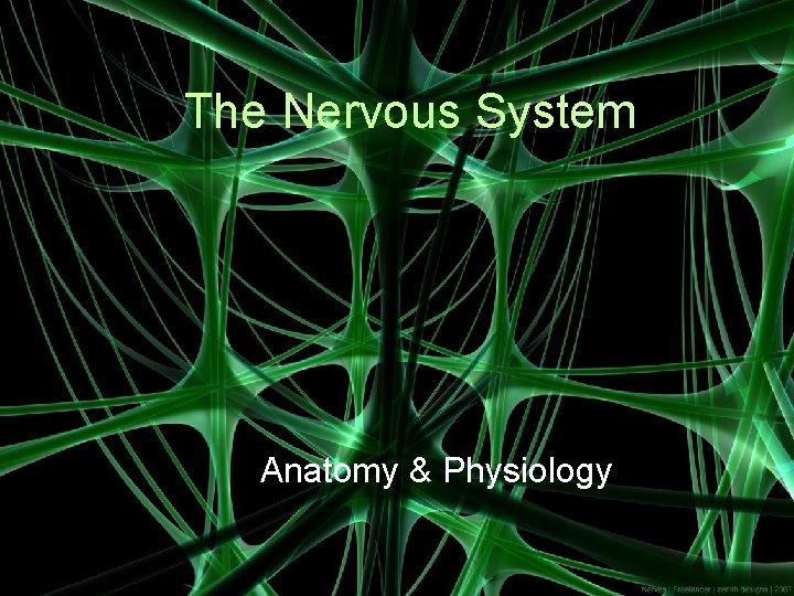 The Nervous System Anatomy & Physiology 