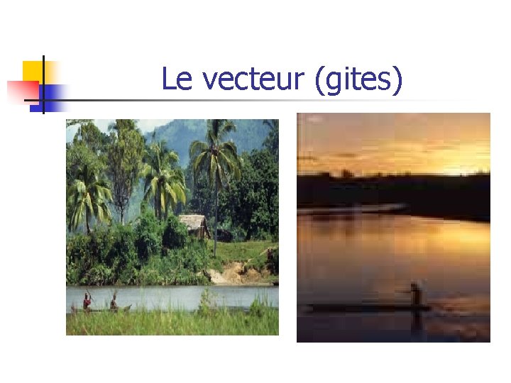 Le vecteur (gites) 