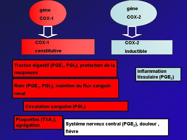 gène COX-1 COX-2 constitutive inductible Tractus digestif (PGE 2, PGI 2), protection de la
