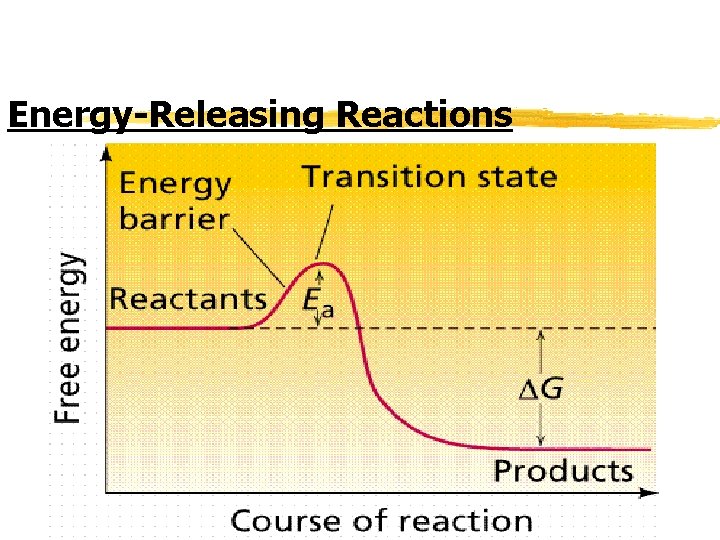Energy-Releasing Reactions 
