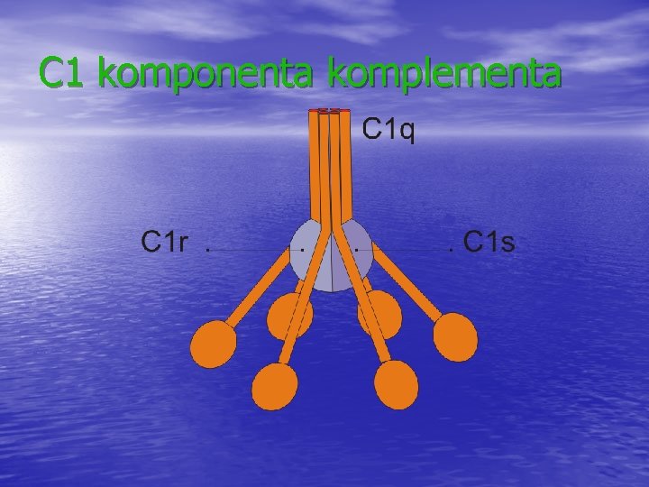 C 1 komponenta komplementa C 1 komponenta komplementa