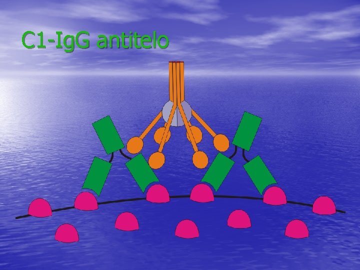 C 1 -Ig. G antitelo C 1 -Ig. G antitelo