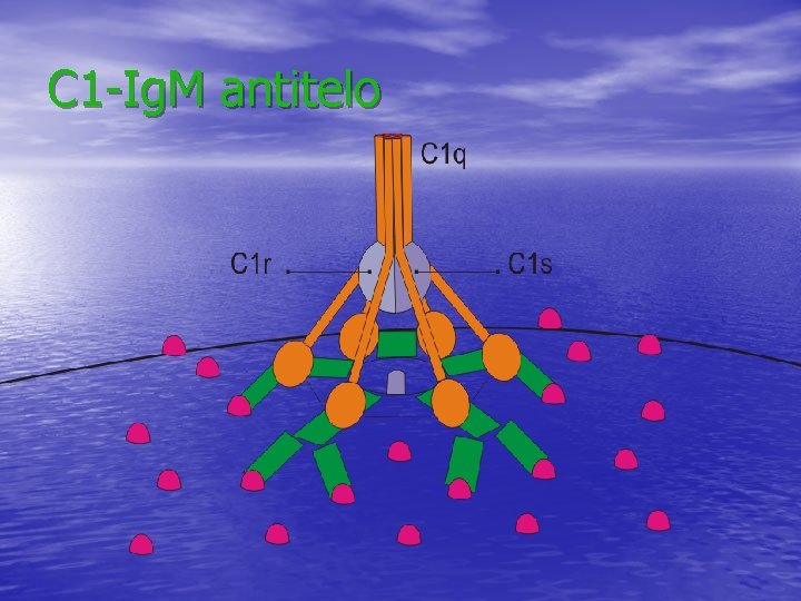 C 1 -Ig. M antitelo C 1 -Ig. M antitelo