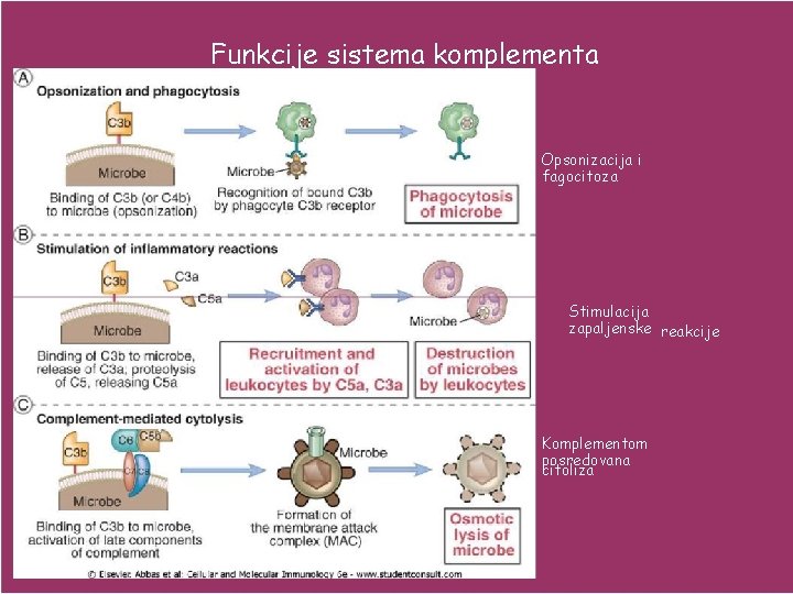 Funkcije sistema komplementa Opsonizacija i fagocitoza Stimulacija zapaljenske reakcije Komplementom posredovana citoliza Funkcije sistema komplementa Opsonizacija i fagocitoza Stimulacija zapaljenske reakcije Komplementom posredovana citoliza