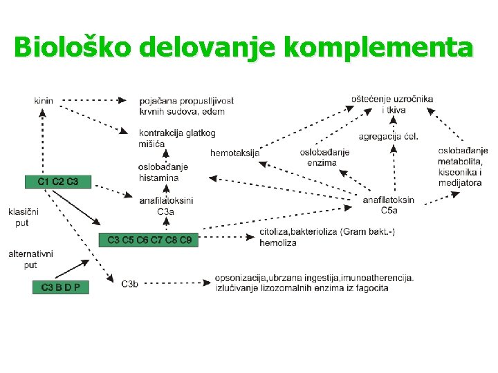 Biološko delovanje komplementa Biološko delovanje komplementa