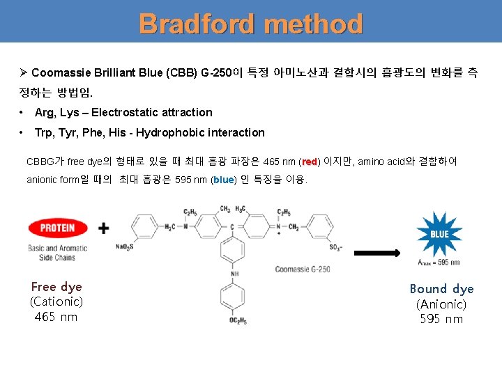Bradford method Ø Coomassie Brilliant Blue (CBB) G-250이 특정 아미노산과 결합시의 흡광도의 변화를 측