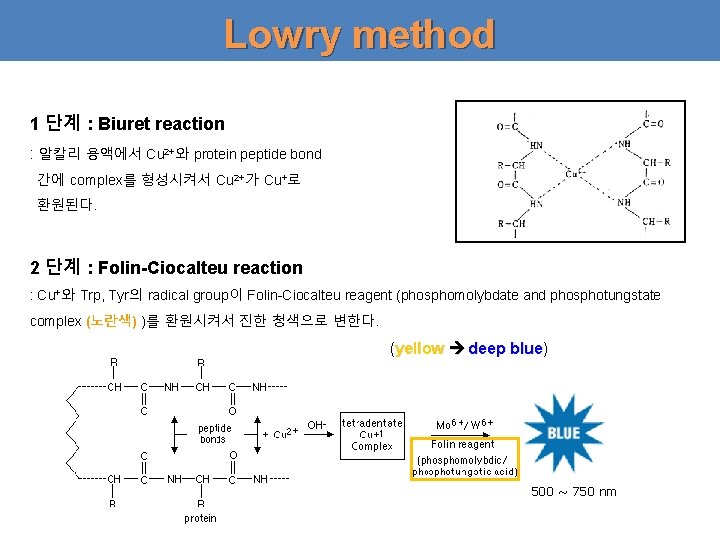 Lowry method 1 단계 : Biuret reaction : 알칼리 용액에서 Cu 2+와 protein peptide
