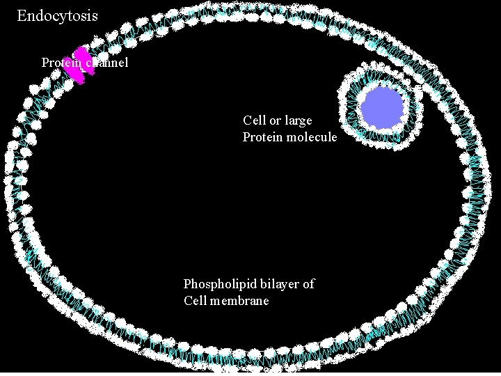 Endocytosis Protein channel Cell or large Protein molecule Phospholipid bilayer of Cell membrane Endocytosis Protein channel Cell or large Protein molecule Phospholipid bilayer of Cell membrane