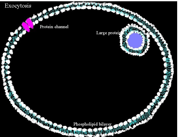 Exocytosis Protein channel Large protein Phospholipid bilayer Exocytosis Protein channel Large protein Phospholipid bilayer