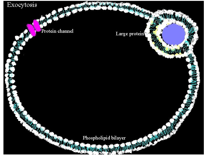 Exocytosis Protein channel Large protein Phospholipid bilayer Exocytosis Protein channel Large protein Phospholipid bilayer