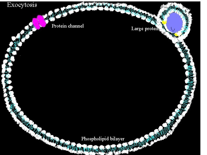 Exocytosis Protein channel Phospholipid bilayer Large protein Exocytosis Protein channel Phospholipid bilayer Large protein