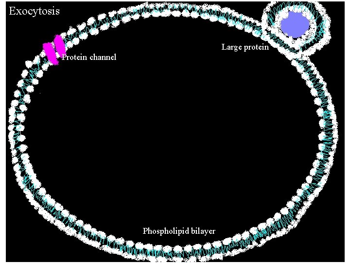 Exocytosis Large protein Protein channel Phospholipid bilayer Exocytosis Large protein Protein channel Phospholipid bilayer