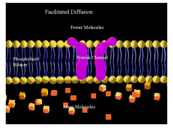Facilitated Diffusion Fewer Molecules Phospholipid Bilayer Protein Channel More Molecules Facilitated Diffusion Fewer Molecules Phospholipid Bilayer Protein Channel More Molecules
