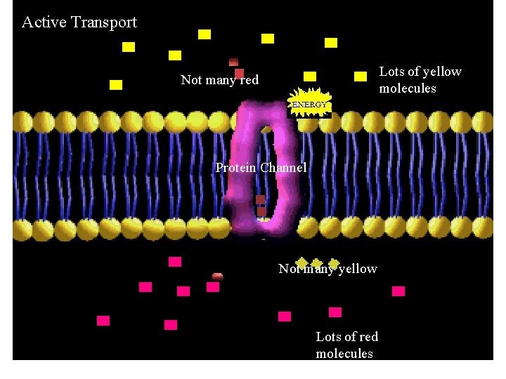 Active Transport Lots of yellow molecules Not many red Protein Channel Not many yellow Active Transport Lots of yellow molecules Not many red Protein Channel Not many yellow