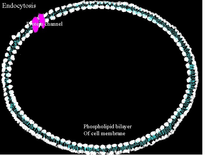 Endocytosis Protein channel Phospholipid bilayer Of cell membrane Endocytosis Protein channel Phospholipid bilayer Of cell membrane