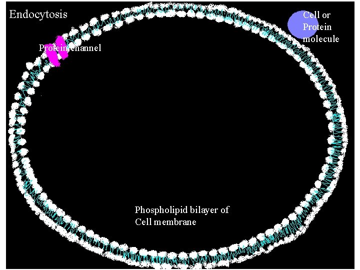 Endocytosis Cell or Protein molecule Protein channel Phospholipid bilayer of Cell membrane Endocytosis Cell or Protein molecule Protein channel Phospholipid bilayer of Cell membrane