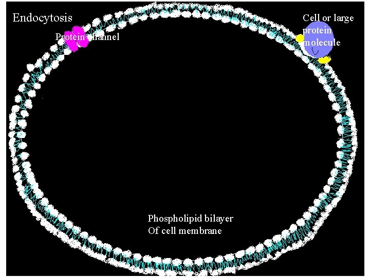 Endocytosis Cell or large protein molecule Protein channel Phospholipid bilayer Of cell membrane Endocytosis Cell or large protein molecule Protein channel Phospholipid bilayer Of cell membrane