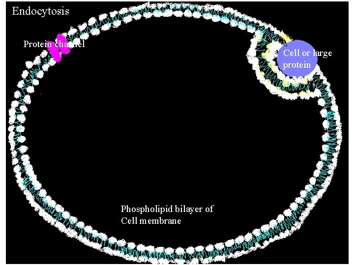 Endocytosis Protein channel Cell or large protein Phospholipid bilayer of Cell membrane Endocytosis Protein channel Cell or large protein Phospholipid bilayer of Cell membrane