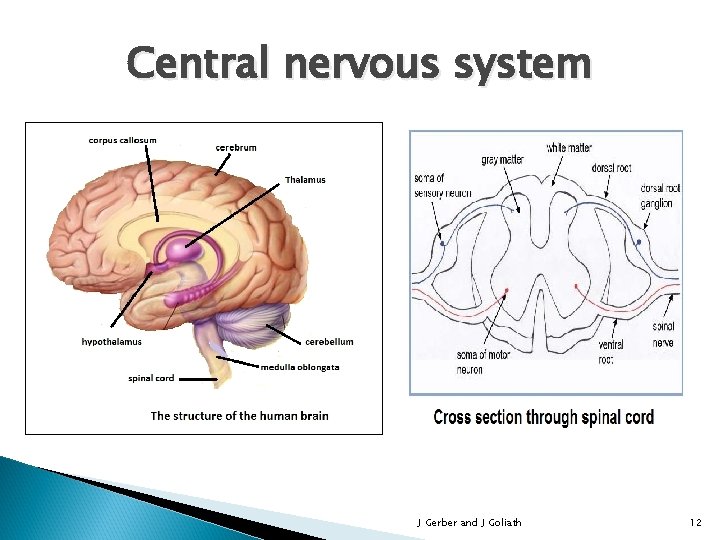 Central nervous system J Gerber and J Goliath 12 