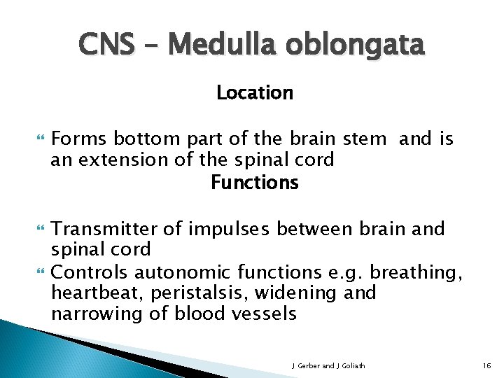CNS – Medulla oblongata Location Forms bottom part of the brain stem and is
