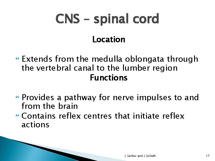 CNS – spinal cord Location Extends from the medulla oblongata through the vertebral canal