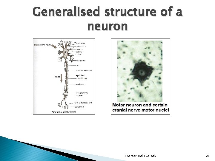 Generalised structure of a neuron J Gerber and J Goliath 25 