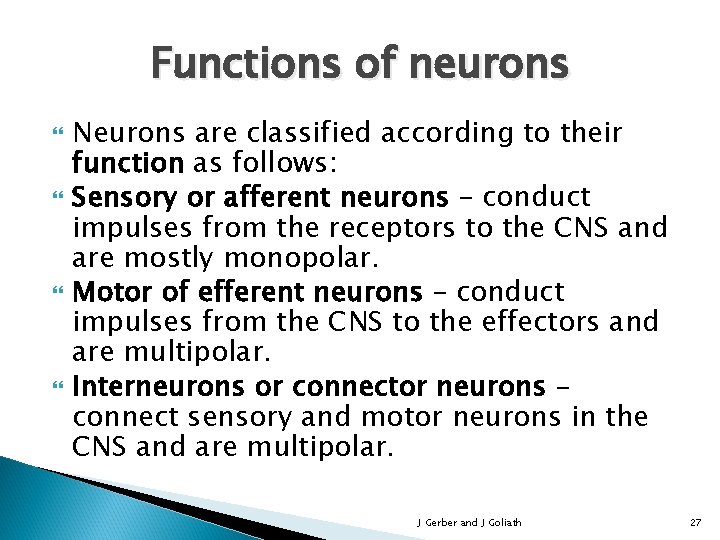 Functions of neurons Neurons are classified according to their function as follows: Sensory or