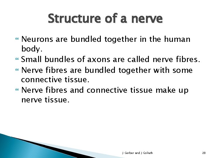 Structure of a nerve Neurons are bundled together in the human body. Small bundles