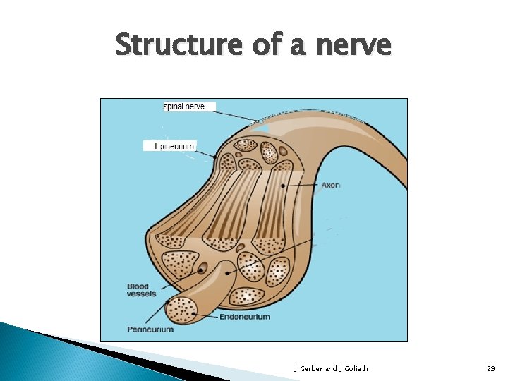 Structure of a nerve J Gerber and J Goliath 29 