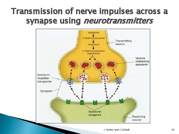 Transmission of nerve impulses across a synapse using neurotransmitters J Gerber and J Goliath