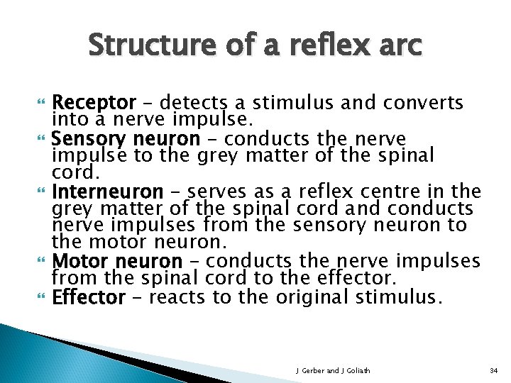 Structure of a reflex arc Receptor – detects a stimulus and converts into a