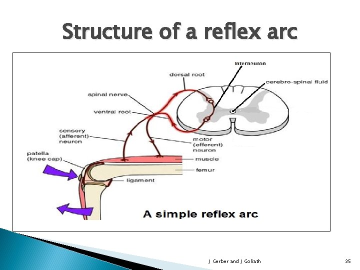 Structure of a reflex arc J Gerber and J Goliath 35 