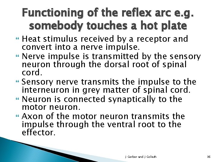 Functioning of the reflex arc e. g. somebody touches a hot plate Heat stimulus
