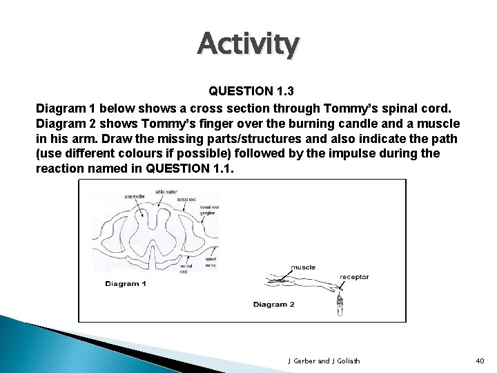 Activity QUESTION 1. 3 Diagram 1 below shows a cross section through Tommy’s spinal