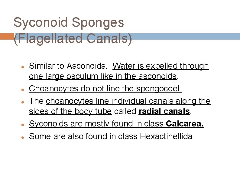 Syconoid Sponges (Flagellated Canals) Similar to Asconoids. Water is expelled through one large osculum