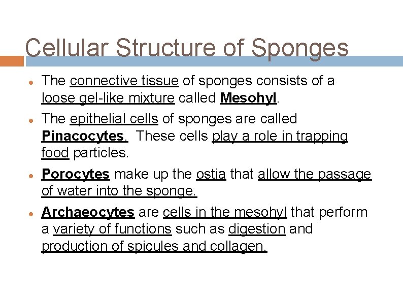 Cellular Structure of Sponges The connective tissue of sponges consists of a loose gel-like
