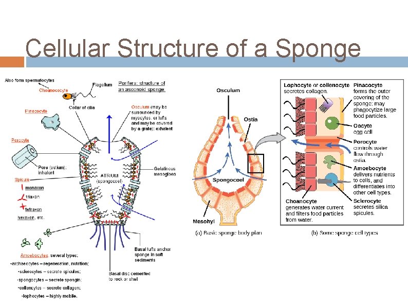 Cellular Structure of a Sponge 