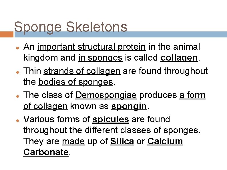 Sponge Skeletons An important structural protein in the animal kingdom and in sponges is