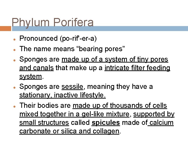Phylum Porifera Pronounced (po-rif'-er-a) The name means “bearing pores” Sponges are made up of