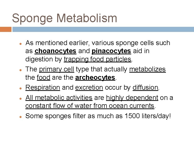 Sponge Metabolism As mentioned earlier, various sponge cells such as choanocytes and pinacocytes aid